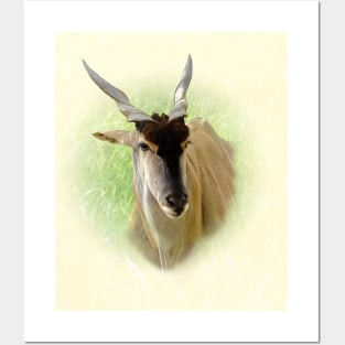 Eland antelope Posters and Art